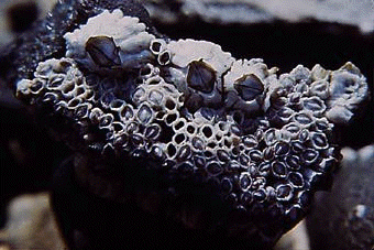 Barnacles