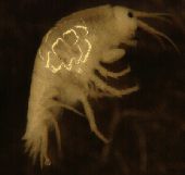 amphipod