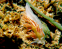 nudibranch