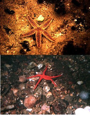 sea and blood star