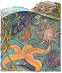 tidepool.gif (49231 bytes)